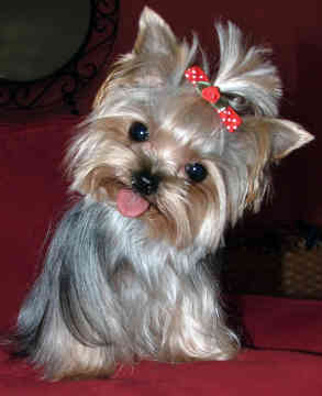 yorkshire-terrier-0220.jpg