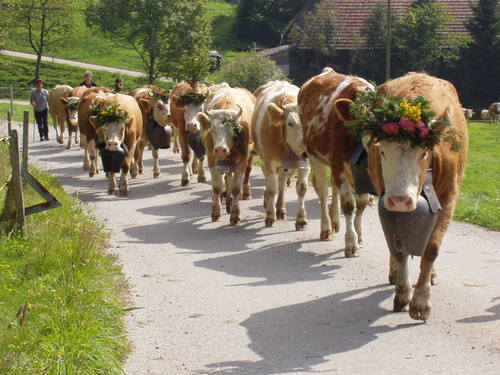 VALLE DEL EMMEN-Cuna del queso EMMENTAL