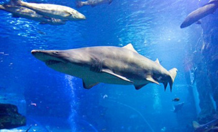 Acuario de Donostia-San Sebastián, Guipúzcoa, Euskadi 0