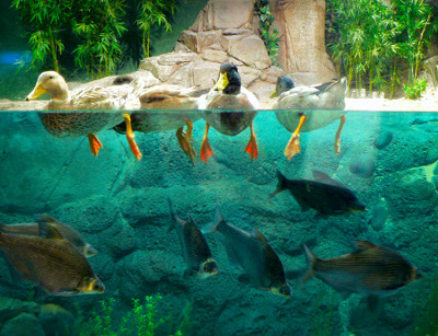 Aquarium de Shanghai, China 1