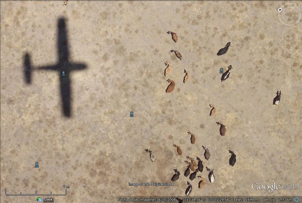 Avion persiguiendo un rebaño de cabras 1 - Niño muerto en Google Earth 🗺️ Foro África