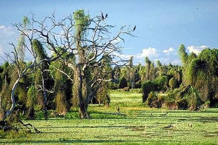 Bañado La Estrella, Formosa, Argentina 0