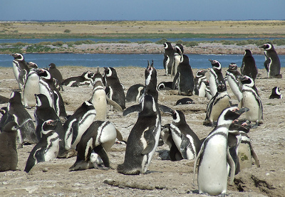 Bahia Laura, Santa Cruz, Argentina 1