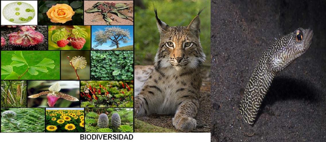 22  de Mayo DIA DE LA BIODIVERSIDAD 0 - Efemérides