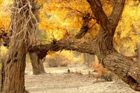 bosque de alamos de Luntai, Xinjiang, China 0