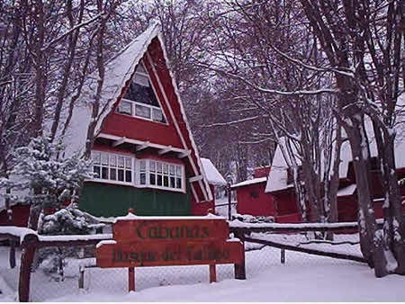 Bosque de Faldeo, Ushuaia, Tierra de Fuego, Argentina 0