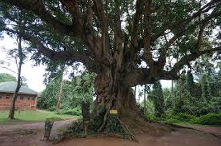 Buhoba, Lago Victoria, Uganda 0