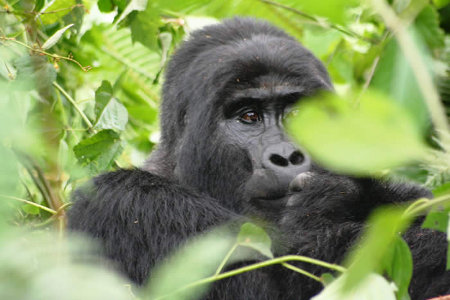 Parque Naciona Bwindi, Uganda 0