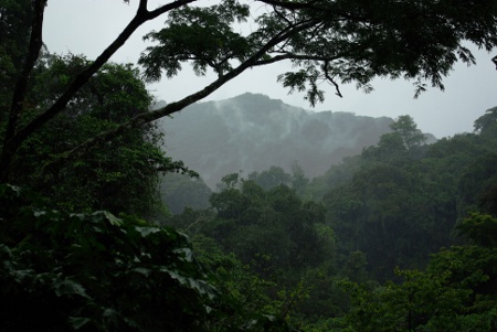 Parque Naciona Bwindi, Uganda 2