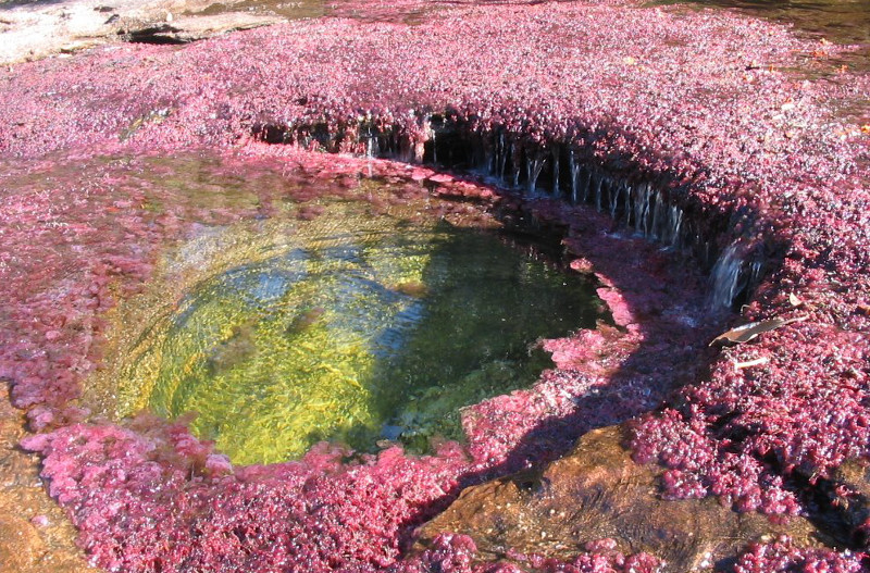 Caño Cristales, el río más bello del mundo - Meta, Colombia 0