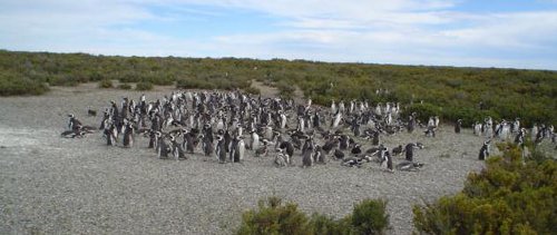 Cabo Virgenes, Santa Cruz, Argentina 1