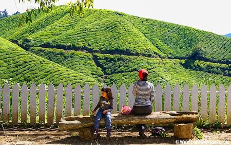 Cameron Highlands, Pahang, Malasia 1