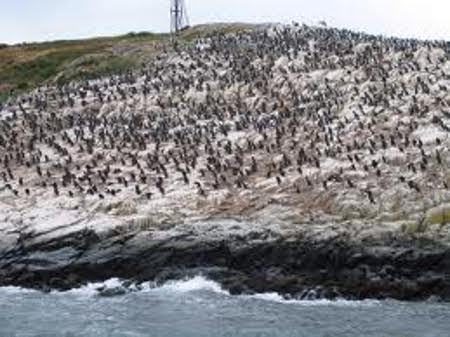 Canal Beagle, Tierra de Fuego, Argentina 0