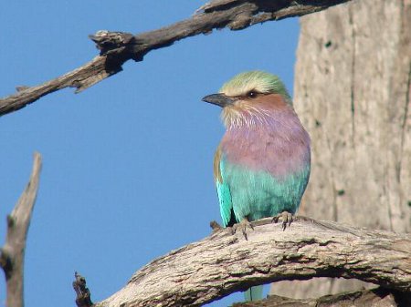 Parque Nacional Chobe, Botswana 2