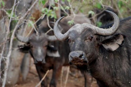 Parque Nacional Chobe, Botswana 2