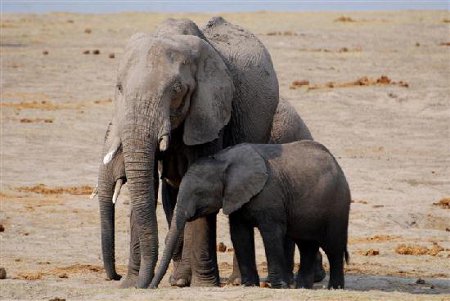 Parque Nacional Chobe, Botswana 1