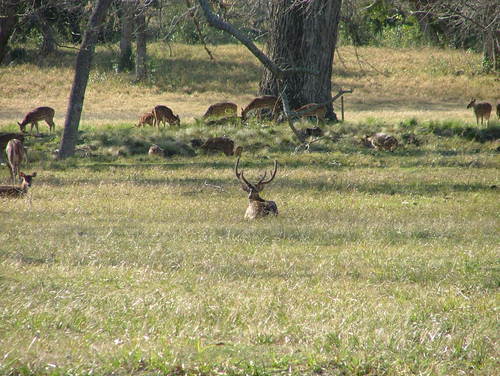 Parque Anchorena y torre Gaboto 1