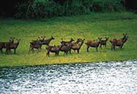 Santuario Natural de Dandeli, Karnataka, India 1