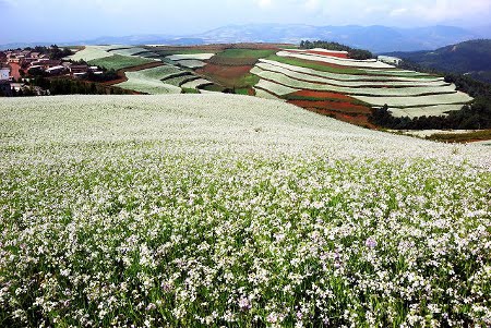 La tierra roja de Dongchuan, Yunnan, China 0