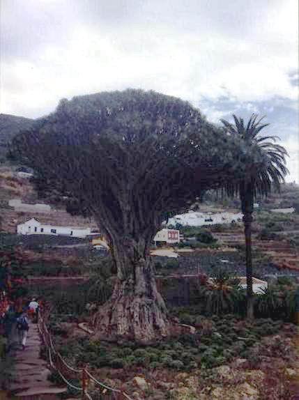 CENOBIO DE VALERÓN-Prehistoria canaria.