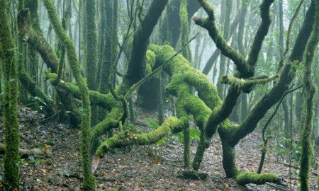 El Cedro, La Gomera, Canarias 1