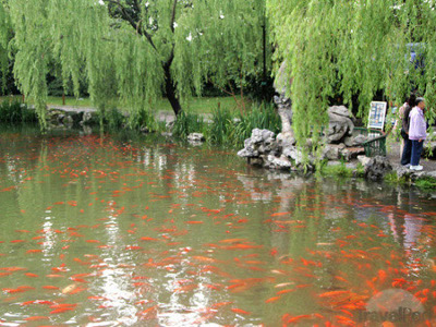 Estanque de las Carpas Rojas, Hangzhou. Zhejiang,  China 0