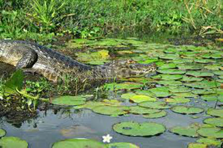 Esteros del Iberá, Corrientes, Argentina 0