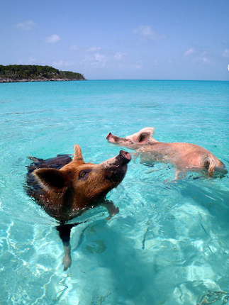 Exuma, Bahamas 1