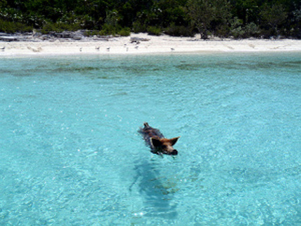 Exuma, Bahamas 0