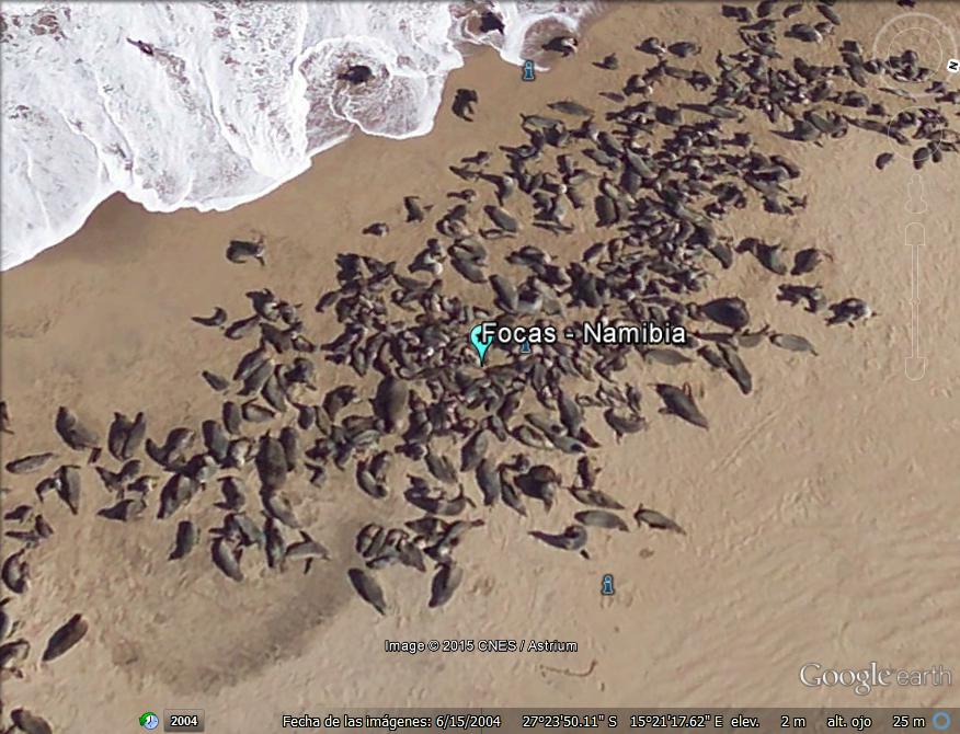 Focas o leones marinos en alta resolución - Namibia 1 - Sombra del avión de Google Earth en Africa 🗺️ Foros de Google Earth y Maps