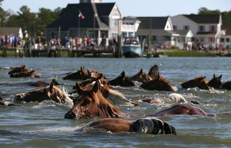 Isla Assateague, Maryland, EEUU 0