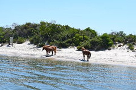 Isla Assateague, Maryland, EEUU 0