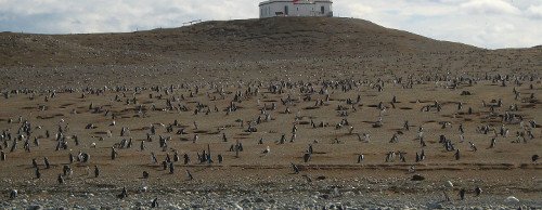 Isla Magdalena, Chile 0