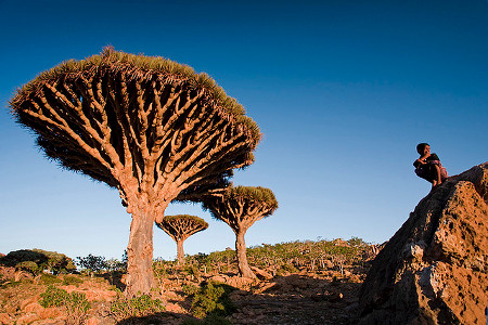 isla Socotra, Hadramaut, Yemen 0