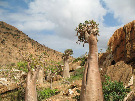 Isla Socotra, Hadramaut, Yemen 0