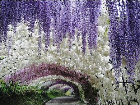 Jardín Botánico Kawachi Fuji, Kitakyüshü, Fukuoka, Japón 1