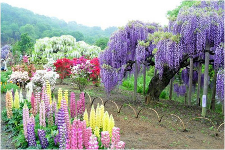 Jardín Botánico Kawachi Fuji, Kitakyüshü, Fukuoka, Japón 🗺️ Foro Asia 1