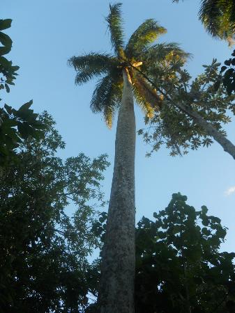 Jardín Botánico Viñales, Pinar del Rio, Cuba 1