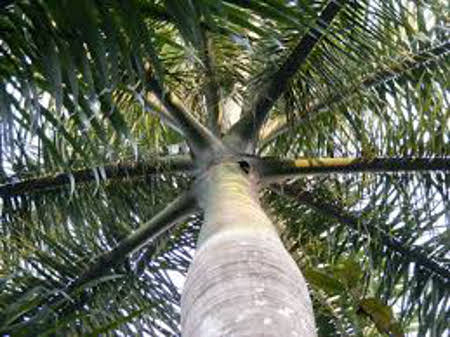 Jardín Botánico Viñales, Pinar del Rio, Cuba 0