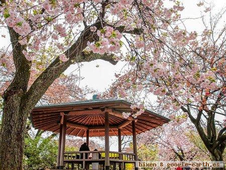 Jardín Nacional Shinjuku Gyoen, Tokio. Japón 🗺️ Foro Asia 1