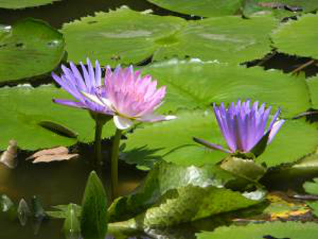 Jardin Botánico de Caracas, Venezuela 1