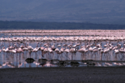 Lago Bogoria, Baringo, Kenia 1