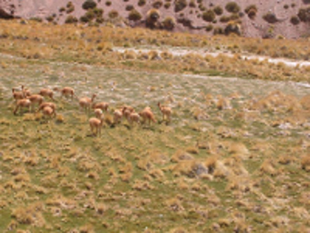 Laguna Brava, Vinchina, La Rioja, Argentina 1