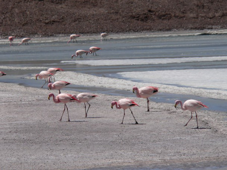 Laguna Brava, Vinchina, La Rioja, Argentina 0