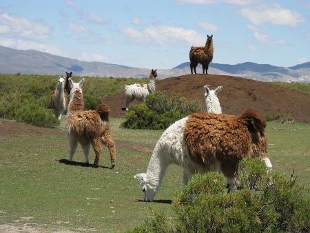 Laguna de los Pozuelos, Jujuy, Argentina 0