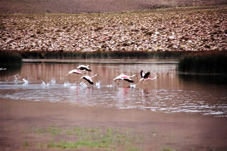 Laguna de los Pozuelos, Jujuy, Argentina 1