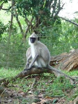 Las llanuras centrales de Sri Lanka 1