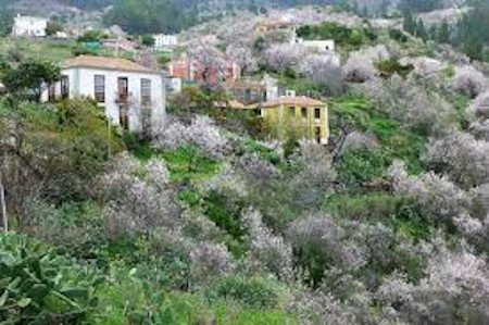 Las Tricias, La Palma, Canarias 0