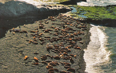 Loberías, Puerto Pirámides, Chubut, Argentina 1