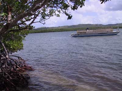 Bahías bioluminiscentes en Puerto Rico. 0